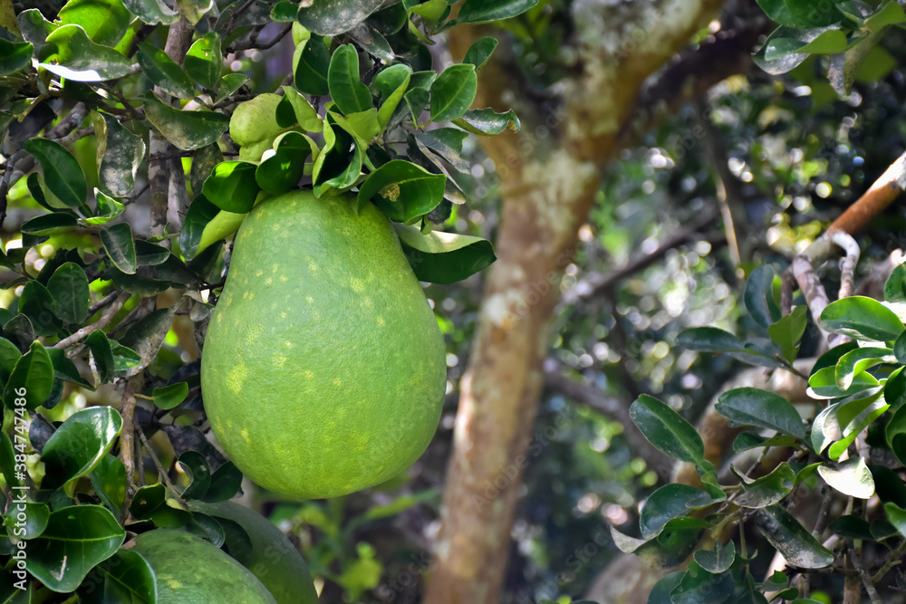 A large round green pomelo fruit hanging on its tree. It has a sweet and sour taste and can be stored for a long time. Thai people can grow this plant all over the provinces. A large round green pomelo fruit hanging on its tree. It has a sweet and sour taste and can be stored for a long time. Thai people can grow this plant all over the provinces.