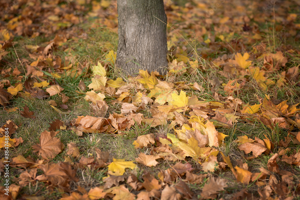 Yellow autumn maple leaves under the tree trunk Yellow autumn maple leaves under the tree trunk