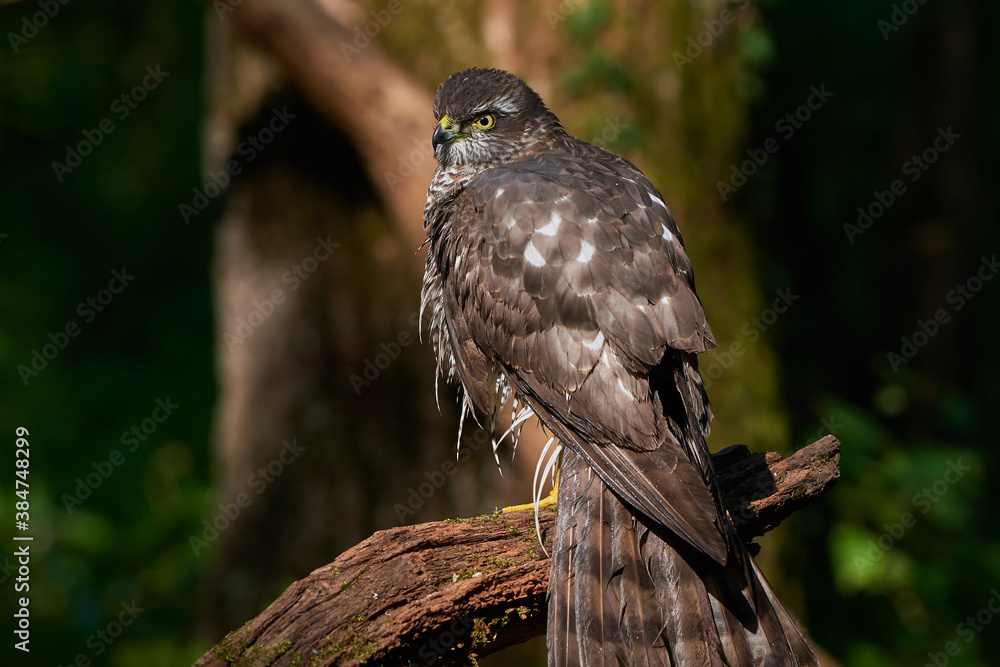 Eurasian sparrowhawk ,,Accipiter nisus,, in natural environment, Danube forest, Slovakia, Europe Eurasian sparrowhawk ,,Accipiter nisus,, in natural environment, Danube forest, Slovakia, Europe