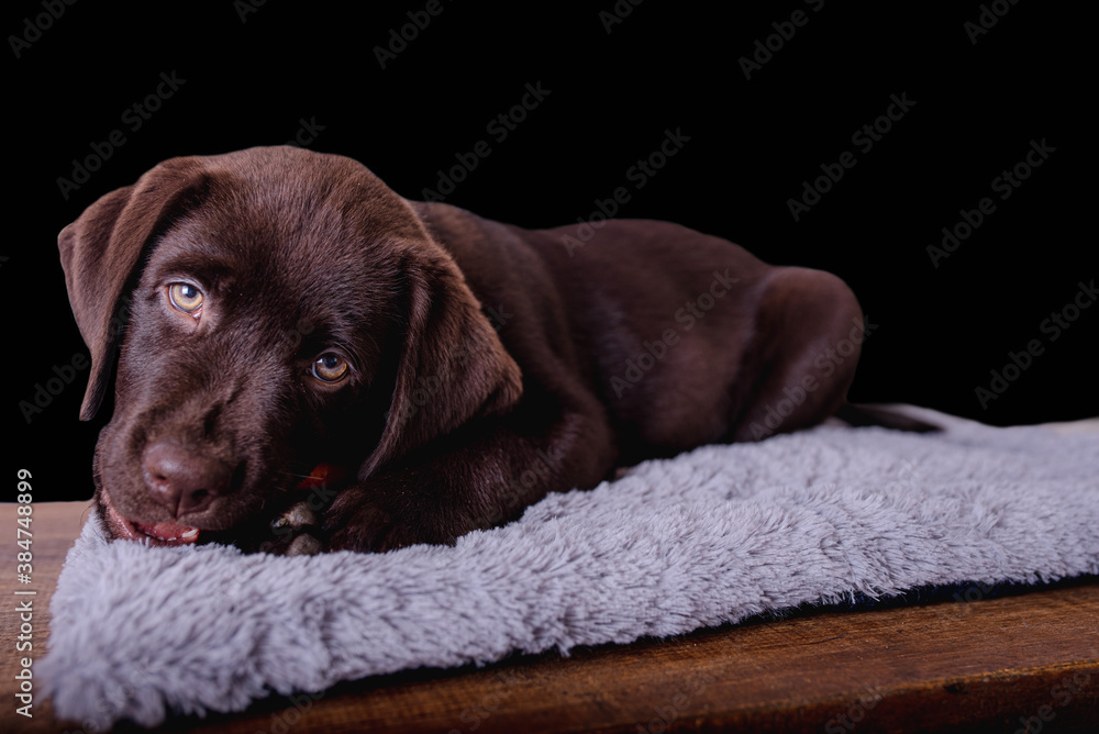 Closeup portrait chocolate Labrador retriever. Puppy lying down on a dog mat bite a carrot or yawn. Isolated on black background.