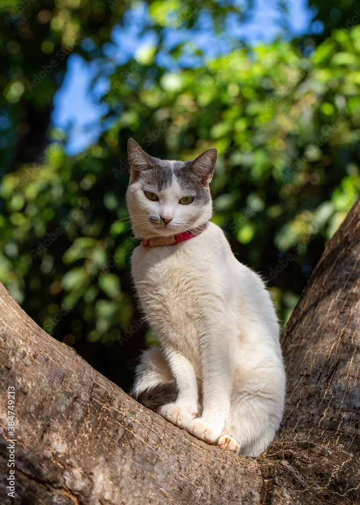 Obraz premium Cat on the tree. A white female cat with gray ears and yellow eyes on top of the tree on a sunny day. Pink collar. Animal world. Pet lover. Animals defender. Cat lover