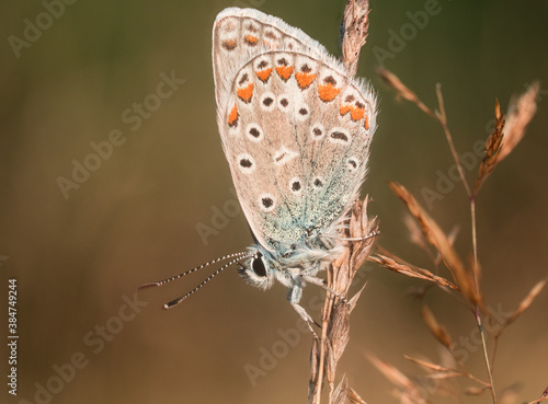 Ein bunter Schmetterling sitzt mit zusammengefalteten Flügeln einen einen Grashalm.