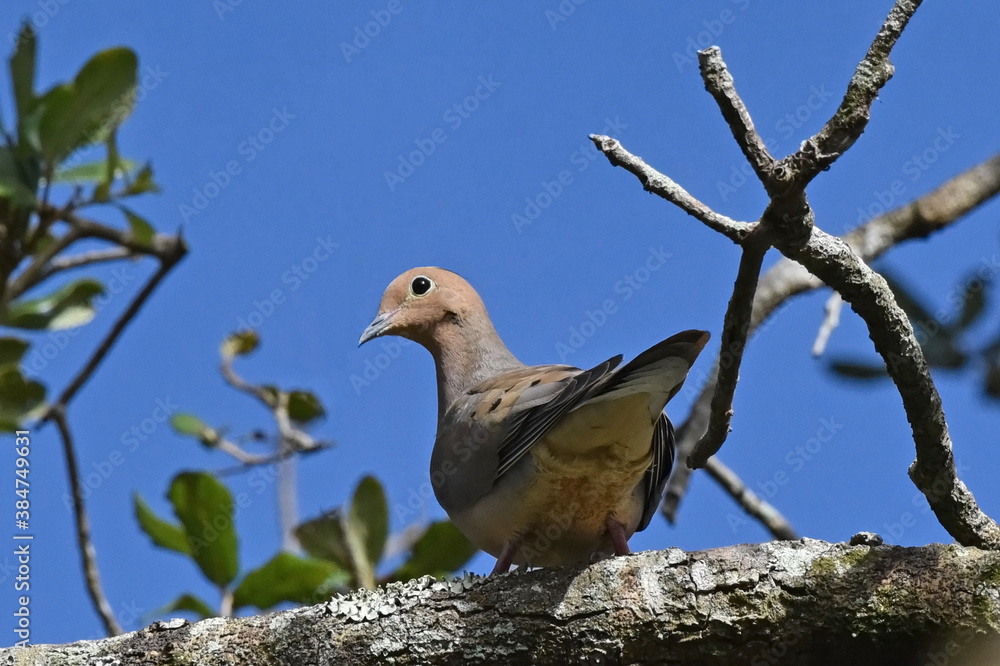 Mourning Dove (Zenaida macroura) Mourning Dove (Zenaida macroura)