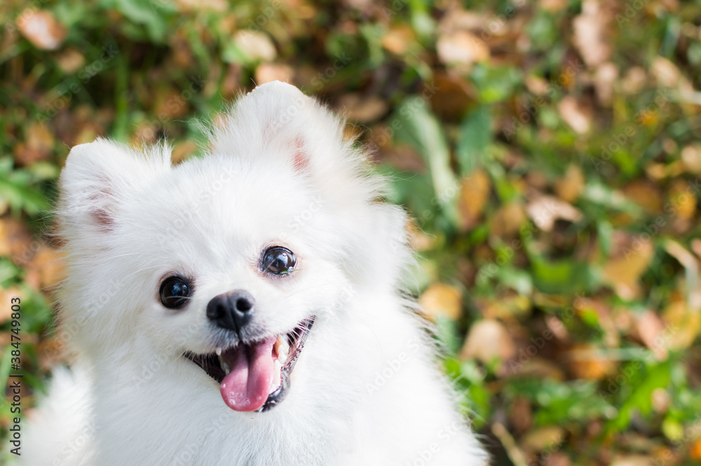 Pomeranian white dog portrait close up