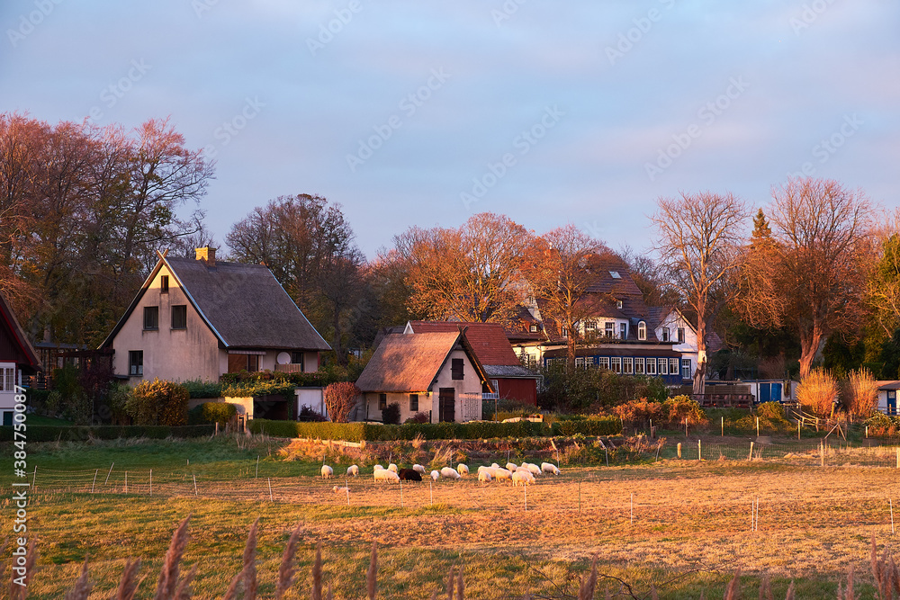 Obraz premium Kloster village on Hiddensee island in Germany. Traditional houses, sheep on a field by farmhouse.