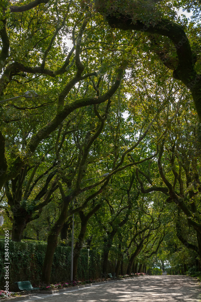 Fototapeta premium Tree Canopy Archway in Spanish Park