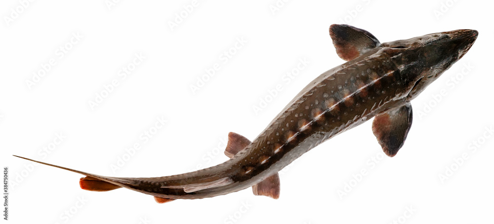Fresh sturgeon fish isolated on white background Fresh sturgeon fish isolated on white background