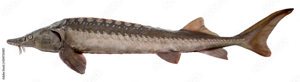 Sturgeon fish isolated on white background - obrazy, fototapety, plakaty 