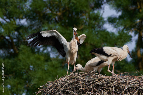 Amazing white stork,, Ciconia ciconia,, and his family in natural environment, Marchegg, Austria, Europe