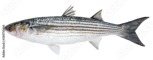 Mullet fish isolated on white background