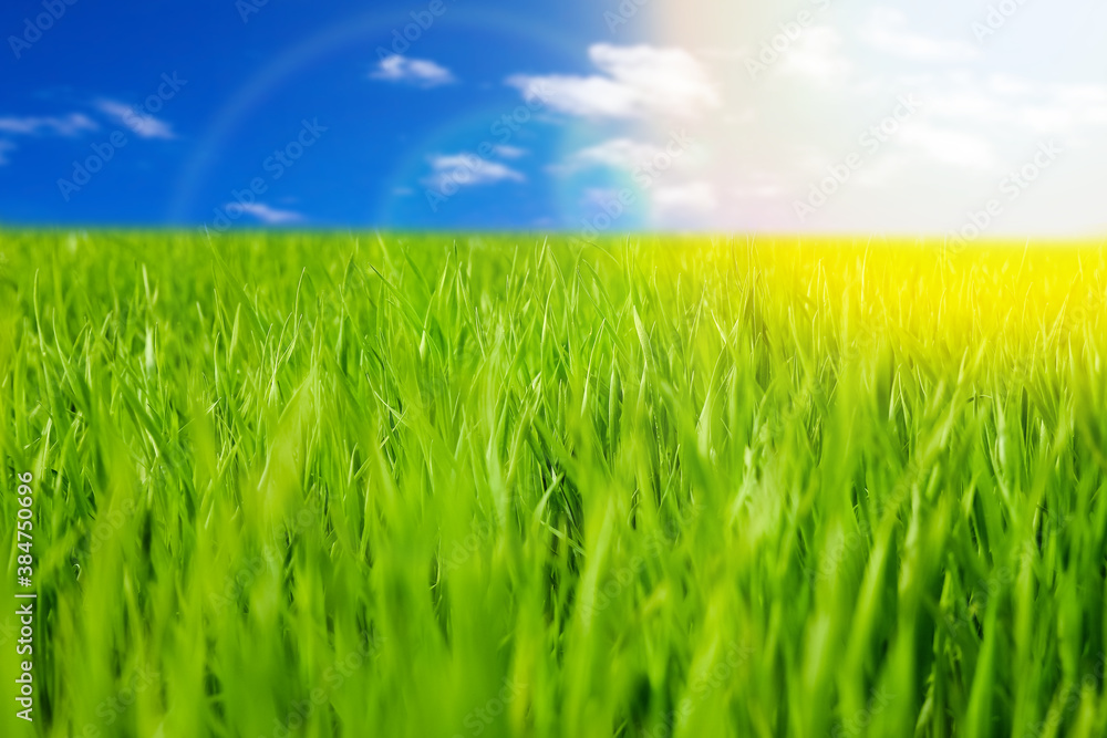 A Grass on nature in park background A Grass on nature in park background