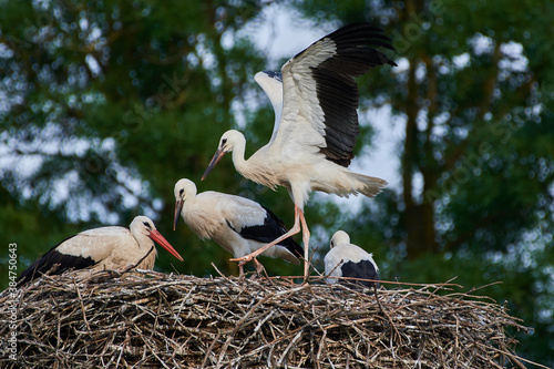 Amazing white stork,, Ciconia ciconia,, and his family in natural environment, Marchegg, Austria, Europe
