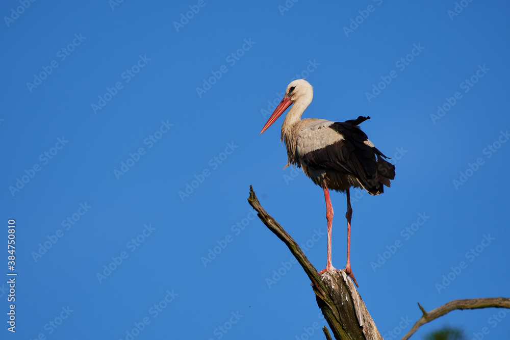 Obraz premium Amazing white stork,, Ciconia ciconia,, and his family in natural environment, Marchegg, Austria, Europe