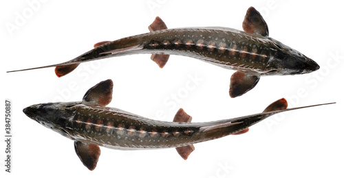 Sturgeon fish isolated on white background. Top view