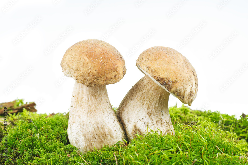Pair boletus growning on the moss isolated on a white background Pair boletus growning on the moss isolated on a white background