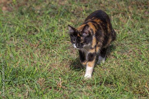 Tricolor cat. Small predator. The cat is on the hunt. Tortoiseshell coat color. White-reddish-black color. The pet walks on the grass. Homeless animal.
