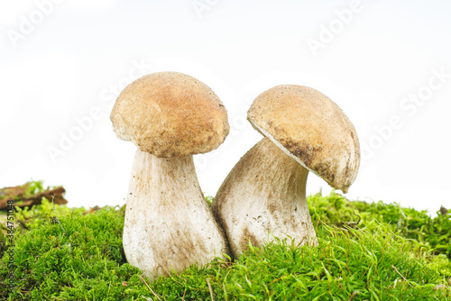 Pair boletus growning on the moss isolated on a white background
