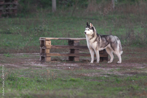 Dog in a rack. Husky breed. Active dog breeds. Blue-eyed puppy. Dense undercoat. The color of the wolf. Pet hails from Alaska. Husky education and training. The dog is not afraid of winter frosts.
