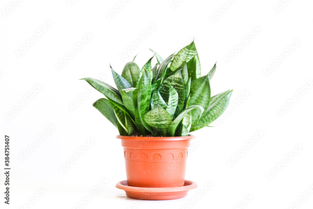 Sansevieria trifasciata Hahnii - houseplant in a brown pot on a white background Sansevieria trifasciata Hahnii - houseplant in a brown pot on a white background