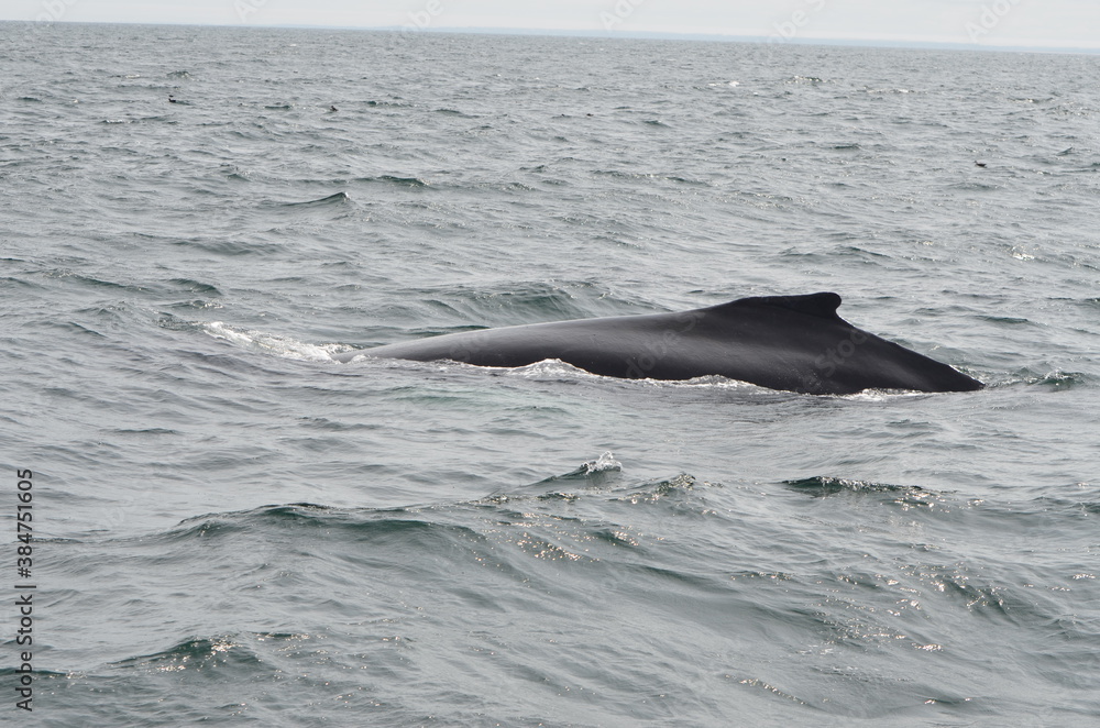 The back of a whale with its fin while whale watching in the Atlantic Ocean with a few flying seagulls in cloudy weather The back of a whale with its fin while whale watching in the Atlantic Ocean with a few flying seagulls in cloudy weather