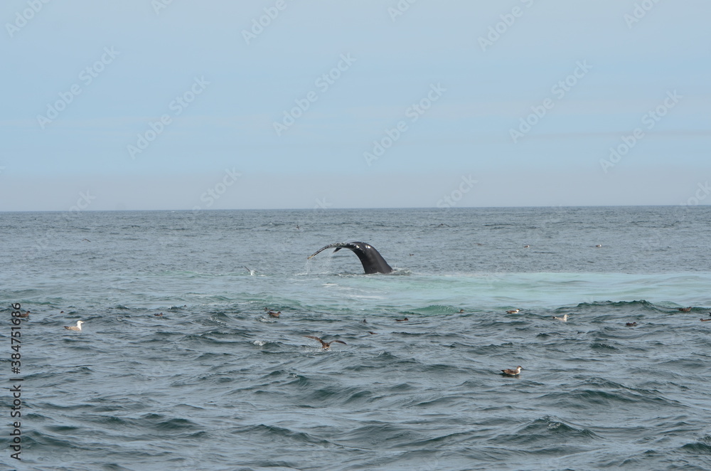 Obraz premium The tail fin of a mogul with splashing water and some gulls in the Atlantic Ocean
