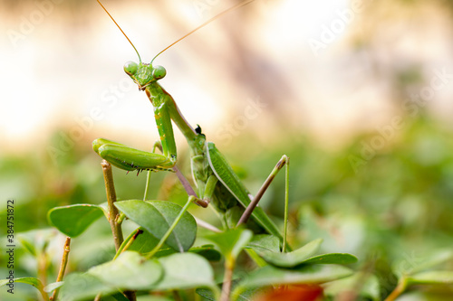 Bild auf Leinwand Green praying mantis (mantis religiosa) perches on a garden hedge