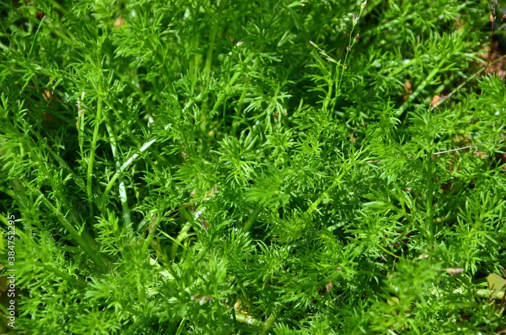 Fresh green roman chamomile closeup, background
