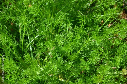 Fresh green roman chamomile closeup  background