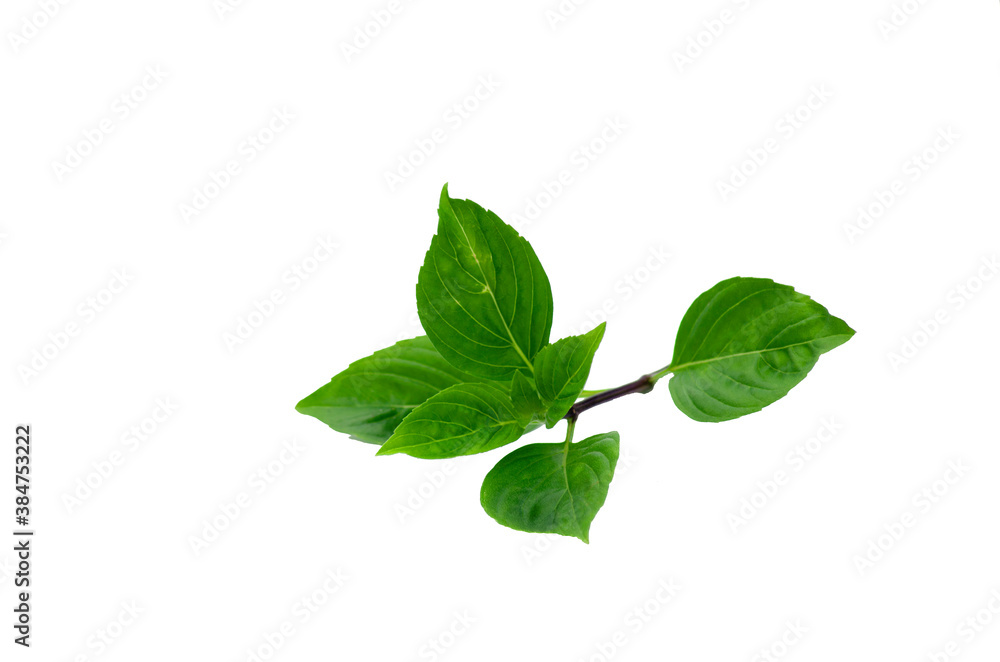 Sweet Basil isolated from white background Sweet Basil isolated from white background