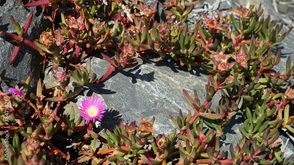 custom made wallpaper toronto digitalPink flower on succulent plant with grey rock background. Australian native succulent: Carpobrotus