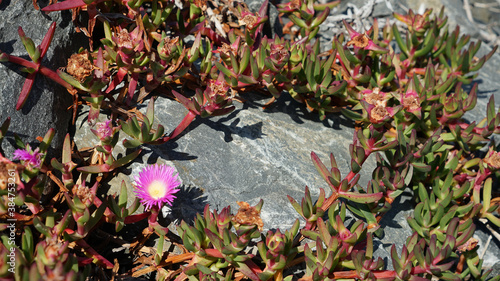 Wallpaper Mural Pink flower on succulent plant with grey rock background. Australian native succulent: Carpobrotus Torontodigital.ca