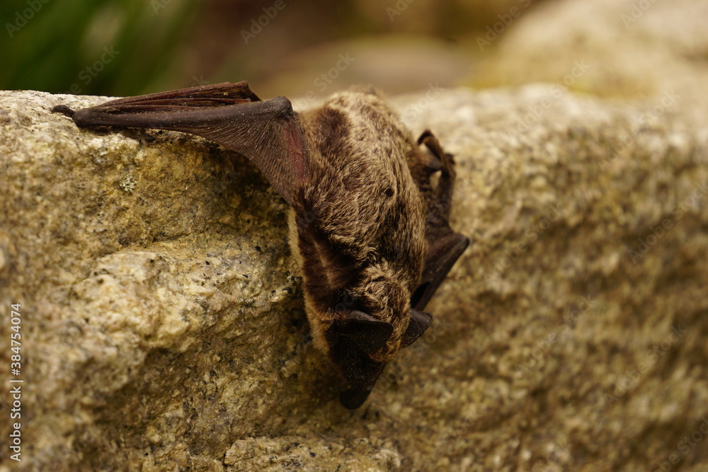 Small bat is resting on wall