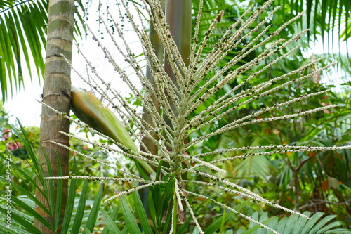 Fruit-bearing palm branch with only a few  still unripe  green fruits acai or arecoideae euterpeae  euterpe oleracea   fruits full of health in Amazon region near the village of Solim  es  Par    Brazil