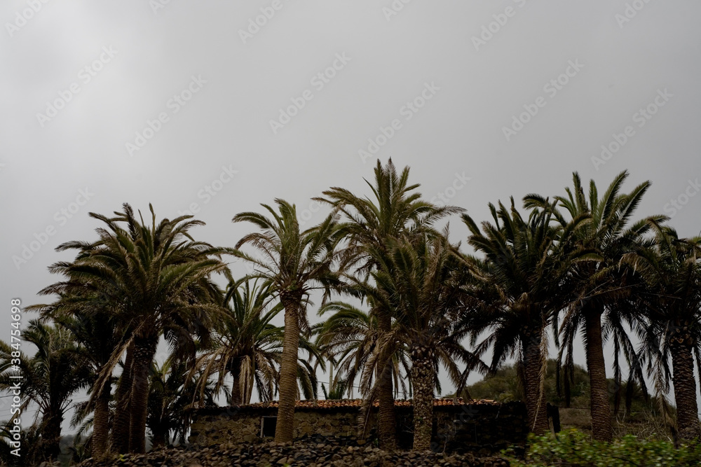 green palm trees on a cloudy day next to an old brick house