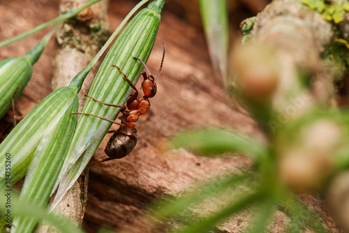 Quadro em tela Macro of red wood ant ,,Formica rufa,, in natural environment, danube forest, Sl