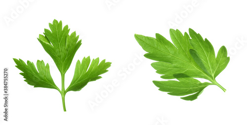 Two green parsley leaves on white background