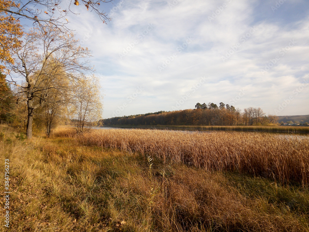 Fototapeta premium landscape with trees