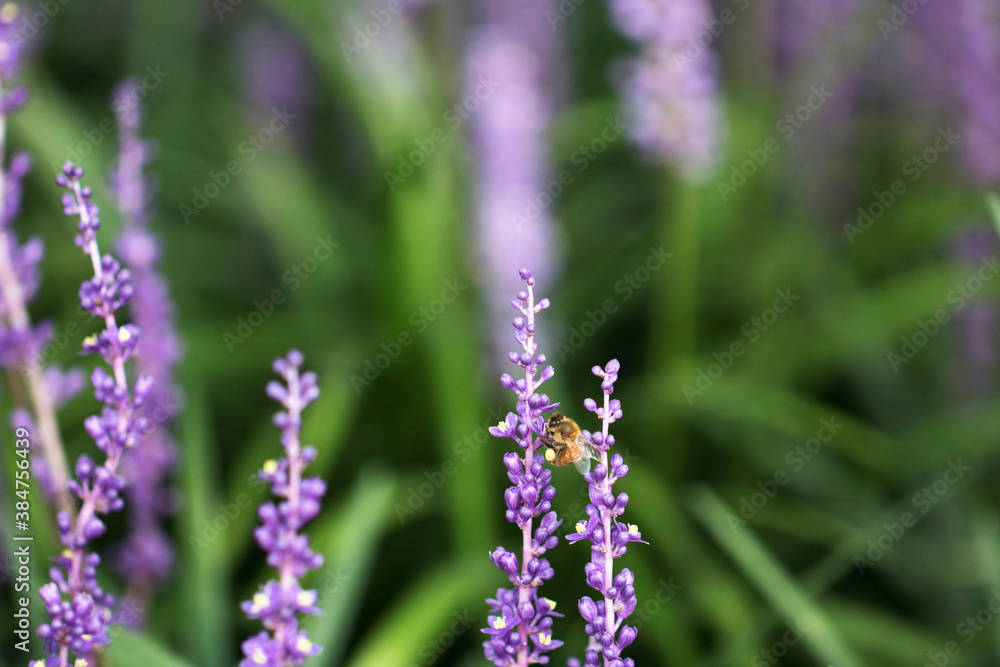 Beautiful Big blue lilyturf in the field
Beautiful Big blue lilyturf in the field