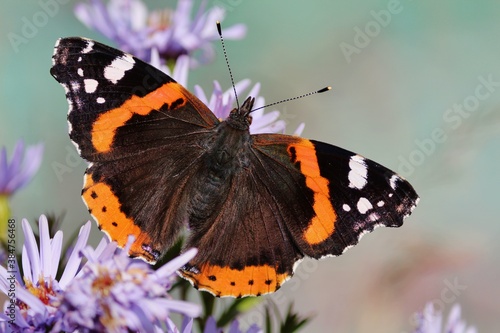 Colorful background butterfly and flowers. Northern Red Admiral butterfly is sitting on purple flowers of Symphyotrichum novi-belgii or Confused Michaelmas-daisy or New York aster at sunny autumn day.