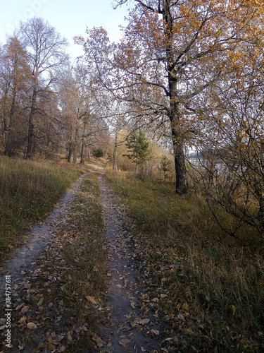 path in the forest