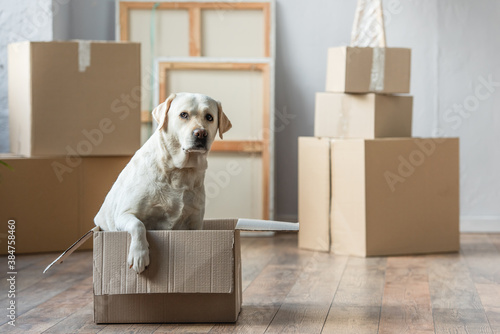 cute labrador dog sitting in cardboard box in new house, moving concept © LIGHTFIELD STUDIOS