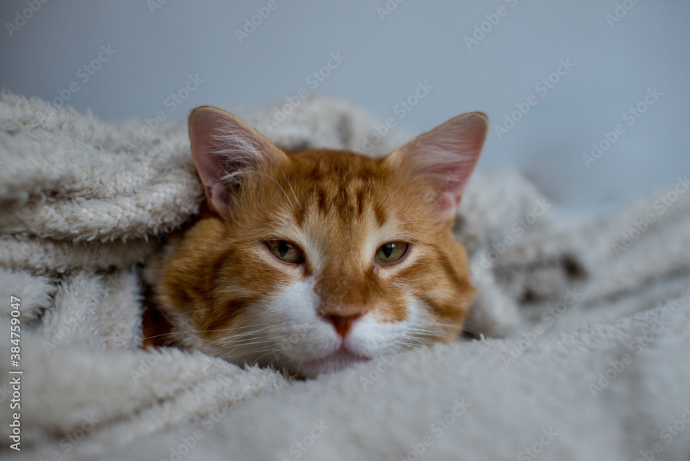 Fototapeta premium The ginger cat sleeps in a white fluffy blanket. The ginger kitten is resting. A cozy home, autumn mood, a fluffy cat. Sleeping ginger cat. Fluffy pet comfortably settled to sleep.