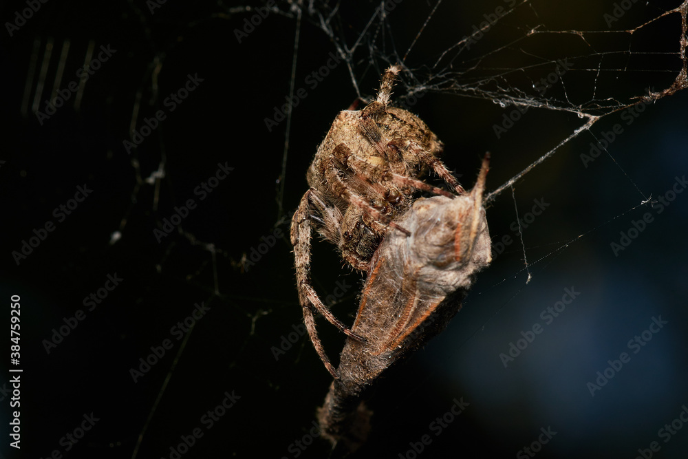 Garden spider with prey in summer morning, Danube forest, Slovakia, Europe Garden spider with prey in summer morning, Danube forest, Slovakia, Europe