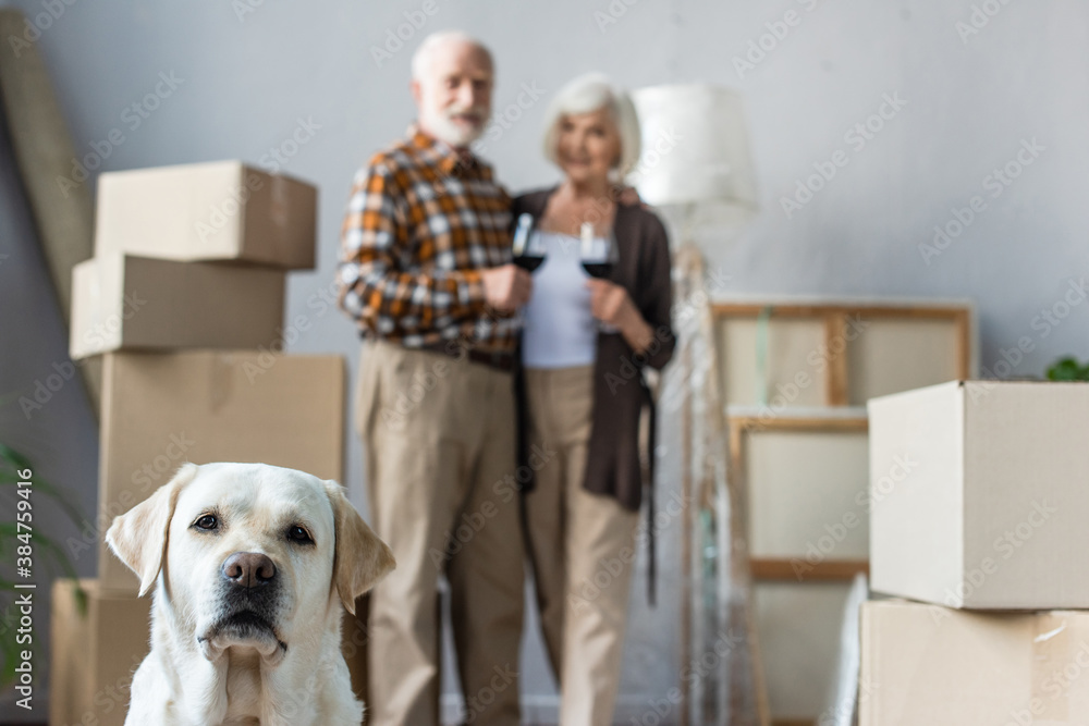 Fototapeta premium blurred view of senior couple holding glasses of wine and labrador dog on foreground