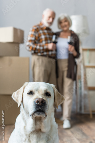 blurred view of senior couple holding glasses of wine and labrador dog on foreground