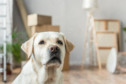 portrait of cute labrador dog sitting in new house, moving concept