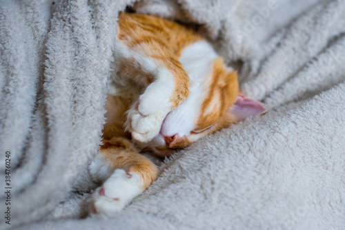 Fototapeta Naklejka Na Ścianę i Meble -  The ginger cat sleeps in a white fluffy blanket. The ginger kitten is resting. A cozy home, autumn mood, a fluffy cat. Sleeping ginger cat. Fluffy pet comfortably settled to sleep.
