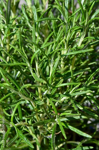 Fresh green rosemary, closeup, aromatic herbs
