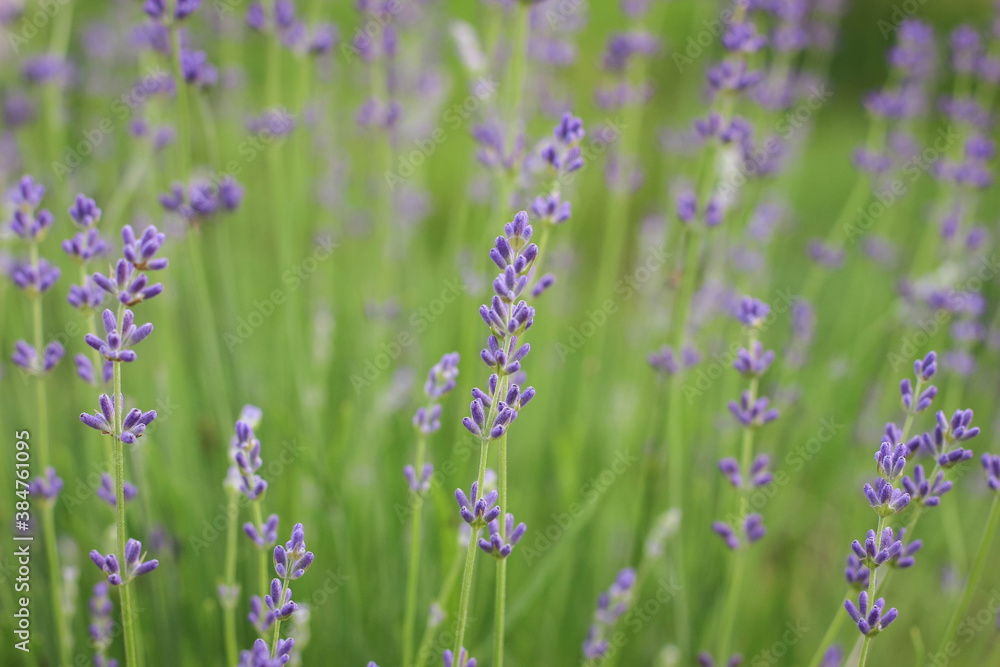 Obraz premium Delicate light Background with Lavender flowers. Violet Lavandula.