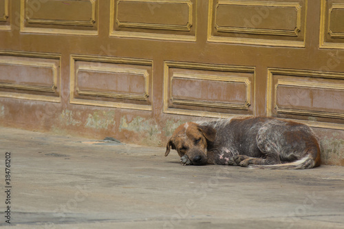 old dog sleep on the street near the wall